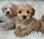 Maltpoo pups mogen weg reutjes 1000€ teefjes 1250€, Dieren en Toebehoren, Honden | Chihuahua's en Gezelschapshonden, Nederland