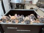 Werpkist kleine honden te huur (85x80x40 cm) incl.toebehoren, Ophalen, 110 cm of meer, Minder dan 65 cm