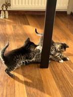 Kittens, Ophalen of Verzenden, Zo goed als nieuw, Overige typen