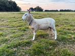 Border Leicester x Suffolk ram, Dieren en Toebehoren, Schapen, Geiten en Varkens, Mannelijk, Schaap, 0 tot 2 jaar