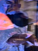 Aulonocara vrouw (8/10cm) Glimmend/koper gekleurd, Vis