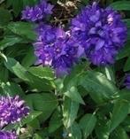 Zaden Campanula glomerata Superba, Verzenden, Voorjaar, Volle zon, Zaad