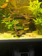 Een mooie grote school Denisonii / torpedo barbelen, Dieren en Toebehoren, Vis