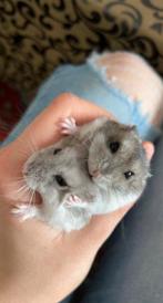 Super lieve & tamme dwerghamsters, Dieren en Toebehoren, Knaagdieren, Hamster, Vrouwelijk, November, Tam