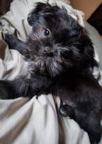 Shiranian (shih tzu x pomeriaan) pup teefje MAG NEST VERLATE, Dieren en Toebehoren, Overige rassen, 8 tot 15 weken, Teef, Eén hond
