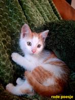 Lieve, sociale kittens - klaar voor een liefdevol thuis!, Meerdere dieren, Ontwormd, 0 tot 2 jaar