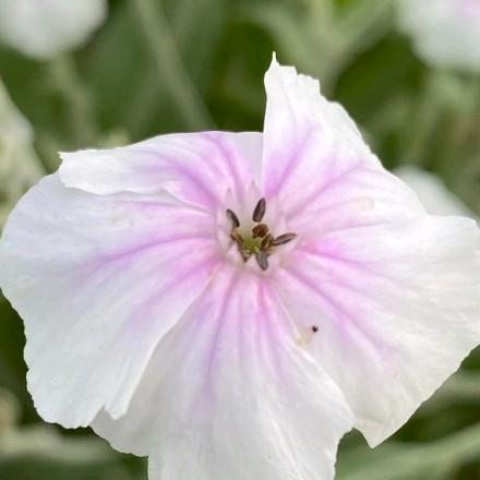 Prikneus (Angel's Blush Lychnis coronaria), Tuin en Terras, Planten | Tuinplanten, Tweejarig, Overige soorten, Volle zon, Zomer