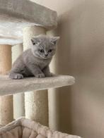 Britse korthaar kittens, Meerdere dieren, Ontwormd, 0 tot 2 jaar