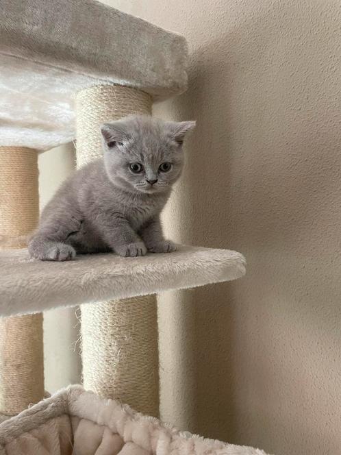 Britse korthaar kittens, Dieren en Toebehoren, Katten en Kittens | Raskatten | Korthaar, Meerdere dieren, 0 tot 2 jaar, Ontwormd