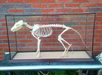 Skelet - VOS - (Vitrine / Vulpes / Vossen / Schedel), Verzamelen, Dierenverzamelingen, Ophalen, Zo goed als nieuw, Opgezet dier