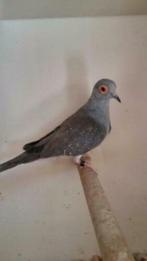 Te koop Diamantduifjes., Meerdere dieren, Tropenvogel