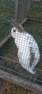 Dekram GROOT LOTHARINGER VLAAMSE REUS, Dieren en Toebehoren, Konijnen, Mannelijk, Groot