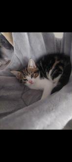 4 prachtige kittens, Dieren en Toebehoren, Katten en Kittens | Dekkaters