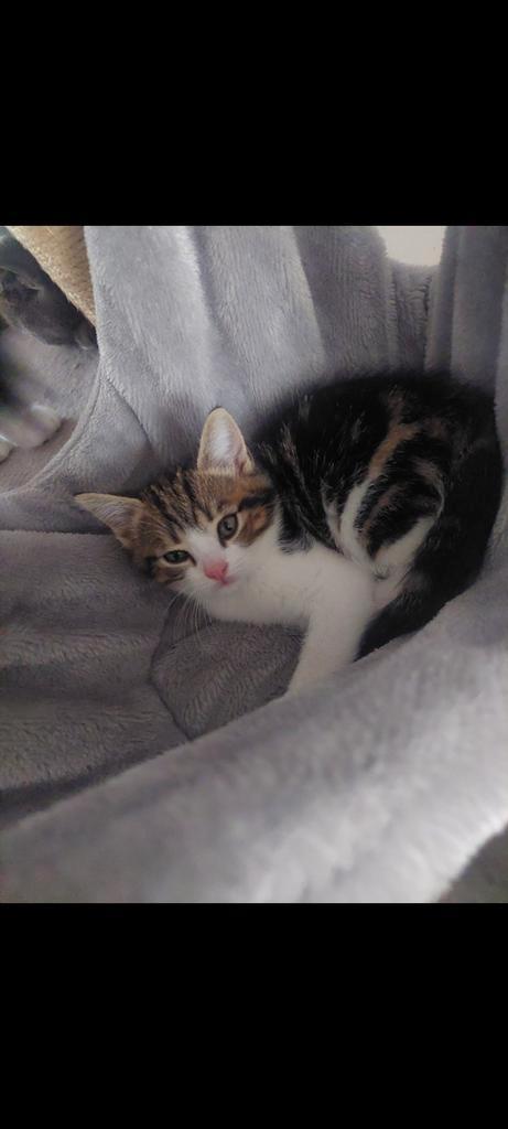 4 prachtige kittens, Dieren en Toebehoren, Katten en Kittens | Dekkaters