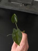 Alocasia Frydek Albo Variegata, Huis en Inrichting, Kamerplanten, Ophalen of Verzenden, Halfschaduw, Minder dan 100 cm