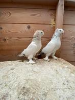 Takla, Dieren en Toebehoren, Meerdere dieren, Tuimelaar of Roller