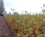Fagus bladhoudend beuk haagbeuk, Ophalen of Verzenden, Beukenhaag, 100 tot 250 cm