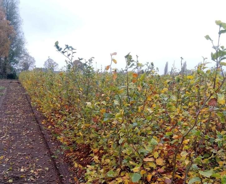 Fagus bladhoudend beuk haagbeuk, Tuin en Terras, Planten | Struiken en Hagen, Beukenhaag, 100 tot 250 cm, Ophalen of Verzenden