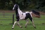 3 JARIGE BONTE RUIN DROOMPAARD!!, Dieren en Toebehoren, Paarden, Gechipt, Ruin, Dressuurpaard, 3 tot 6 jaar