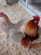 Trio Hollandse kriel., Dieren en Toebehoren, Pluimvee, Meerdere dieren, Kip