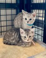 😻raszuivere Britse korthaar kittens / whiskas mogen weg 😻, Dieren en Toebehoren, Katten en Kittens | Raskatten | Langhaar, Gechipt