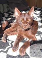 Lieve bruine kat Mimi, Poes