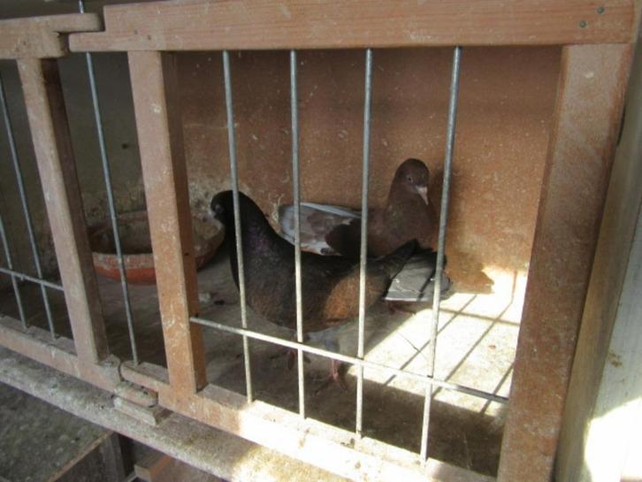 sierduiven, Dieren en Toebehoren, Vogels | Duiven, Overige soorten, Meerdere dieren