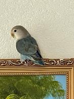 Hand Tamme Agapornis Dwergpapegaai Lovebird Diverse Kleuren, Dieren en Toebehoren, Vogels | Parkieten en Papegaaien, Meerdere dieren