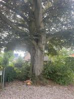 Grote partij vers Beukenhout - Haardhout, Tuin en Terras, Haardhout, 6 m³ of meer, Ophalen, Beukenhout