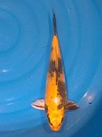 unieke Kin Ki Showa"  33 cm, Dieren en Toebehoren, Vissen | Vijvervissen, Karper of Koi