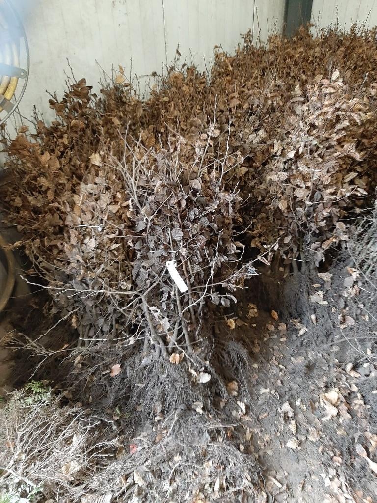 HAAG Carpinus betulus Gewone haagbeuk , heg (vorm)boom LEI, Ophalen of Verzenden, Lente, Vaste plant, Halfschaduw