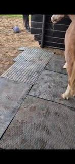 GEZOCHT Rubberen Stal matten, Dieren en Toebehoren, Stalling en Weidegang