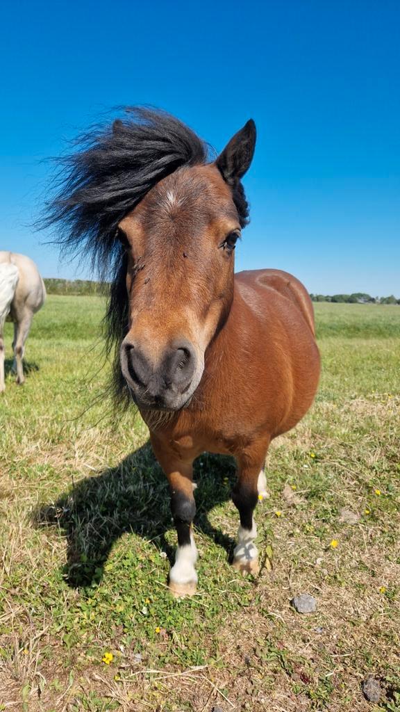Pensioen/pensionplekje voor shet aangeboden, Dieren en Toebehoren, Stalling en Weidegang