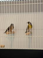 Citroenborst edelzangers., Dieren en Toebehoren, Vogels | Overige Vogels, Meerdere dieren