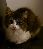 Lieve aanhankelijke Noorse boskat 2 jaar oud, Poes, Langharig, 0 tot 2 jaar