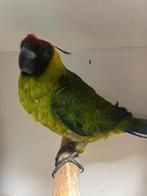 Mooie hoornparkiet pop, Dieren en Toebehoren, Vogels | Overige Vogels, Vrouwelijk, Wildzangvogel