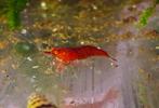 Neocaridina "Bloody Mary OE" – zeer zeldzame garnaal!, Kreeft, Krab of Garnaal