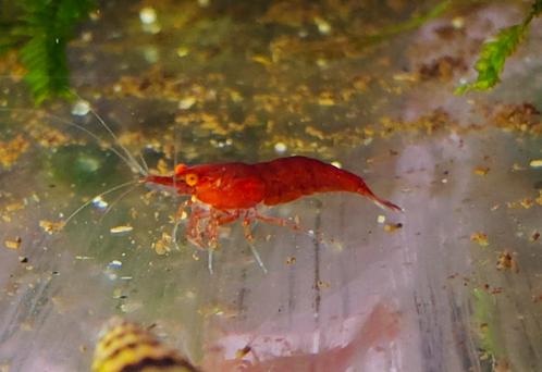 Neocaridina "Bloody Mary OE" – zeer zeldzame garnaal!, Dieren en Toebehoren, Vissen | Aquariumvissen, Kreeft, Krab of Garnaal
