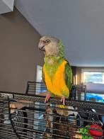 Bonte boer met alle toebehoren, Dieren en Toebehoren, Vogels | Parkieten en Papegaaien, Geslacht onbekend, Papegaai, Geringd