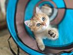 Britse korthaar kittens/ Black Golden Tabby Shaded, Dieren en Toebehoren, Katten en Kittens | Raskatten | Korthaar, Meerdere dieren