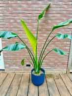 Strelitzia nicolai 170 cm met zelfwatergevende Elho pot, Ophalen, Overige soorten, 150 tot 200 cm
