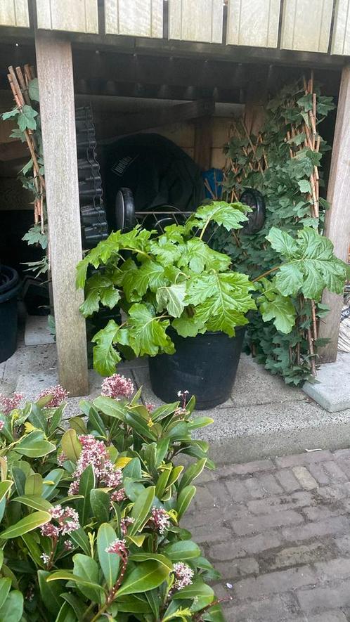 Schaduw plant - acanthus mollis groot, Tuin en Terras, Planten | Tuinplanten, Overige soorten, Bloeit niet, Ophalen