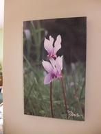 Foto op canvas - Cyclamen bloem - 25x40 cm, Ophalen of Verzenden