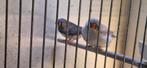 Zebravinken, Dieren en Toebehoren, Vogels | Overige Vogels, Meerdere dieren