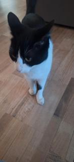 Lieve kat, Dieren en Toebehoren, Kater