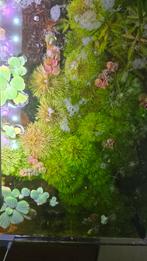 aquarium planten, Dieren en Toebehoren, Vissen | Aquaria en Toebehoren, Ophalen of Verzenden, Zo goed als nieuw, Plant(en), Steen of Hout