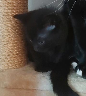 Kittens beschikbaar voor biedingen