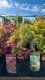 Japanse Esdoorns 15 soorten, 50-75 cm hoog in 19 cm pot, Halfschaduw, Zomer, Vaste plant, Ophalen