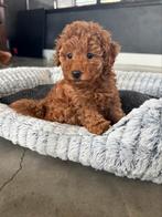 Nog een teefje beschikbaar Rode toy Poedel, Dieren en Toebehoren, Honden | Poolhonden, Keeshonden en Oertypen, Overige rassen