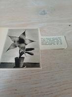 Knipsel stapelia gigantea Aalsmeer 1930, Ophalen of Verzenden, 1920 tot 1940, Knipsel(s)